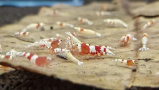 فصل 1 - چگونه تانک میگو آکواریومی را از صفر آماده کنیم؟