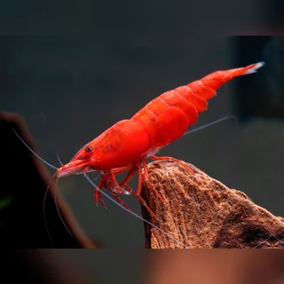 ستاپ تانک نئوکاردینا: راهنمای کامل برای راه‌اندازی آکواریوم میگوی نئوکاردینا