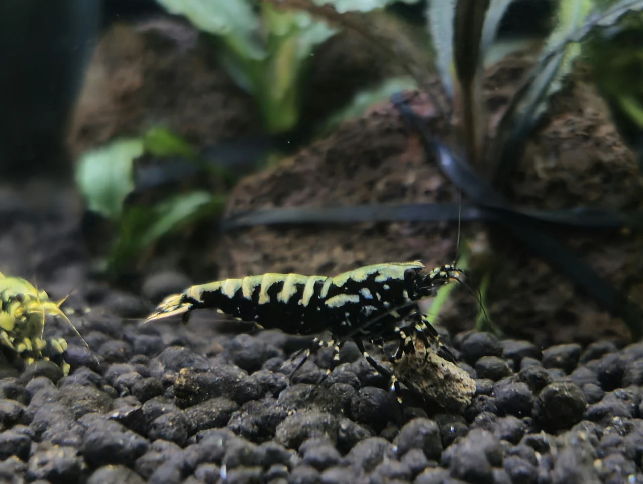 🧪 فصل ۸ – آنالیز پارامترهای آب برای نگهداری میگوهای کاردینا