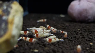 ⏰ فصل ۷ – زمان‌بندی و چرخه‌های خوراک‌دهی در تانک‌های میگوهای Caridina