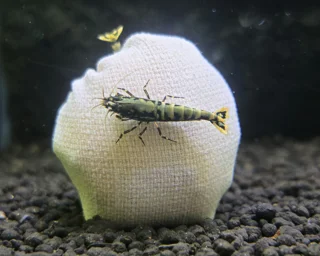 🌿 فصل ۹ – نقش گیاهان آکواریومی در سلامت و رفتار میگوهای کاردینا