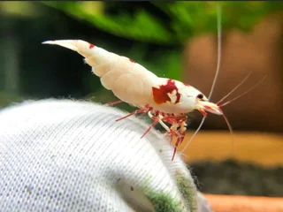 تغذیه میگو ها