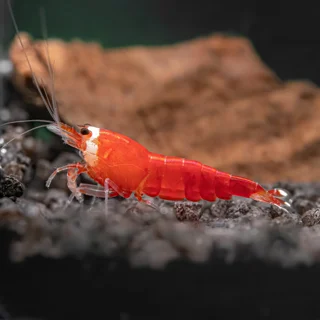 راهنمای جامع پرورش و نگهداری میگوی Santa Bee: تکنیک‌های موفقیت در آکواریوم