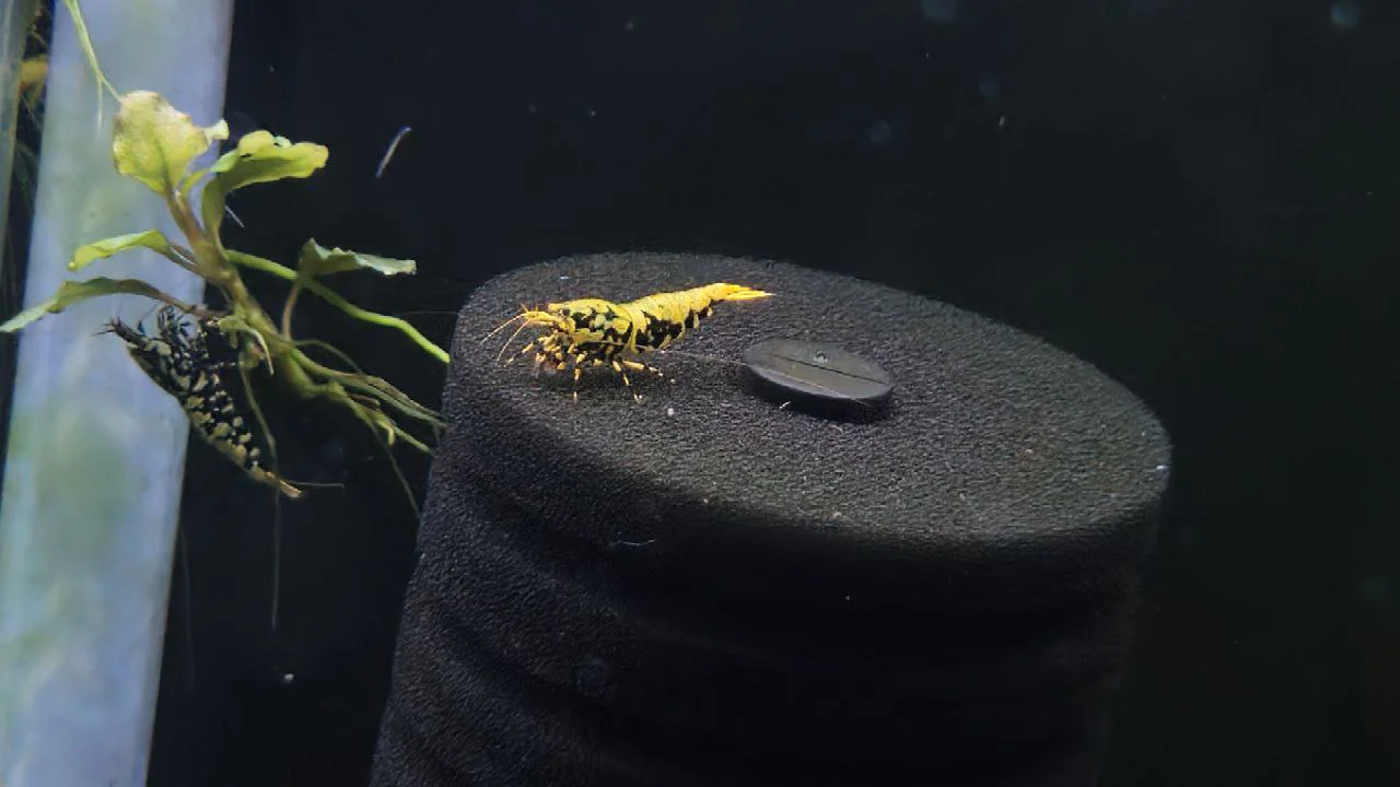 🧬 فصل ۱۲ –ژنتیک و اصلاح نژاد کاردینا  مدیریت خطوط خونی و تولید نسل‌های برتر