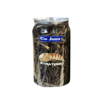 لارو مگس سرباز خشک ریو جوما