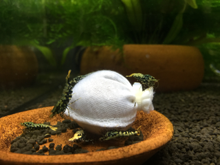 Lubao لوبائو ( کیسه بیوفیلم )