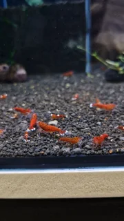 شریمپ میگو رد رابی Shrimp Red Ruby