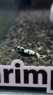 شریمپ میگو بلک پینتو Shrimp Black Pinto