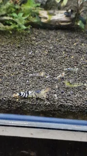 شریمپ میگو تایگر کلاسیک Shrimp Tiger Classic