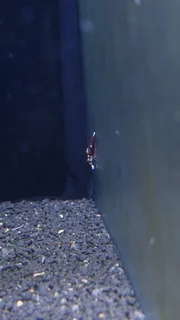 شریمپ میگو رد کینگ کنگ Shrimp Red King Kong