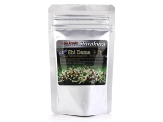 Shirakura Ebi Dama شیراکورا ابی داما