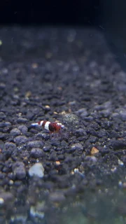 شریمپ میگو رد واین Shrimp Red Wine