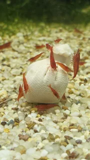 شریمپ میگو بلادی مری Shrimp Bloody Mary