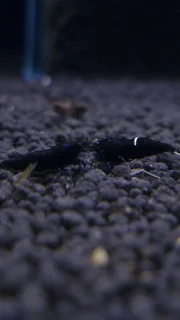 شریمپ میگو بلک پاندا Shrimp Black Panda