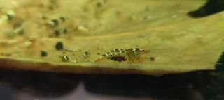 شریمپ میگو تای بی Shrimp Tibee