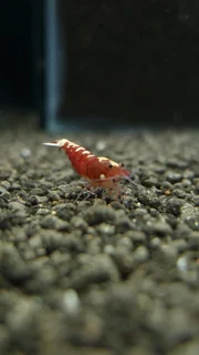 شریمپ میگو رد پینتو Shrimp Red Pinto