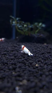 میگوی PRL Super White