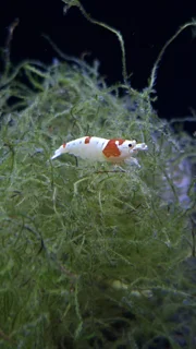 میگوی PRL (پی ار ال)