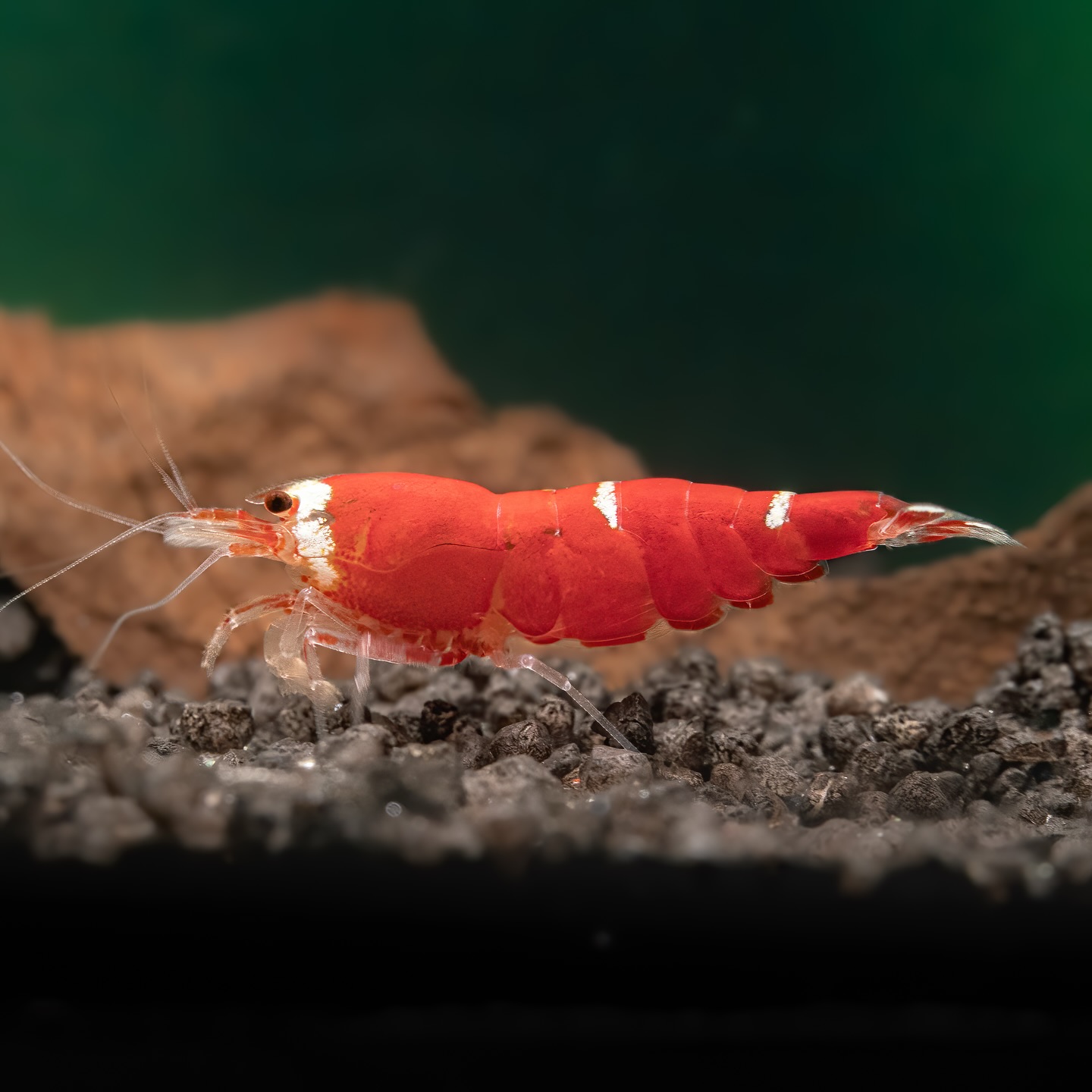 نمای زیبا از میگوی Santa Bee با رنگ قرمز عمیق و الگوهای سفید